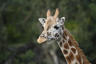 Portrait of a Rothschild's giraffe (G. c. rothschildi) at Christchurch, New Zealand, Oceania