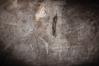 General view cross cut of double tree trunk vintage wood texture