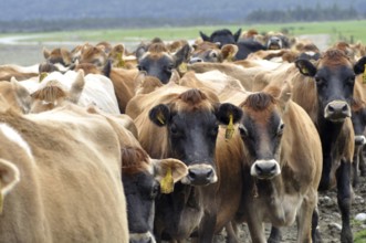 Jersey cows coming in from pasture, West Coast, New Zealand, Oceania