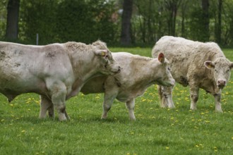Three cows grazing and interacting peacefully in green surroundings, weseke, münsterland, germany