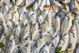 A pile of fresh fish for sale at a market in Naples, Italy, Europe