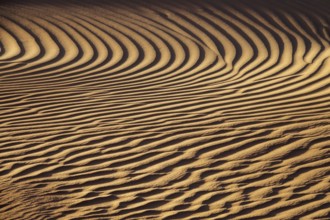 Beautiful sand dune pattern background in wind, Sahara desert