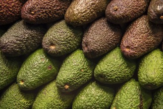 Group of fresh avocado fruits on a fruit market for a healthy lifestyle
