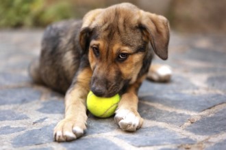 Rescue adoption dog puppy with sad look on the face with the ball toy