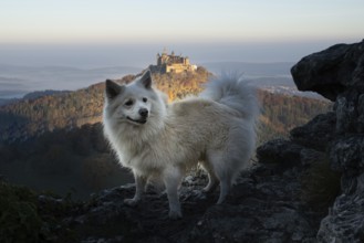 Dog walk to the Zeller Horn with a view of Hohenzollern Castle