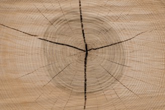 Cut surface of a tree shows the annual rings - close-up