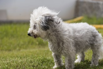 Wind blows around the ears of a white dog - Havanese pedigree dog