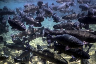 River Trout swim underwater, Trout underwater scene, Trout farm