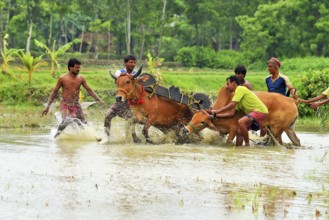 Moichara cattle race festival Herobhanga village, Canning railway station, West Bengal, India, Asia