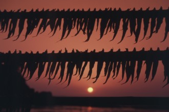 Fish kept for drying, Gorai beach, Borivali, Mumbai, Maharashtra, India, Asia