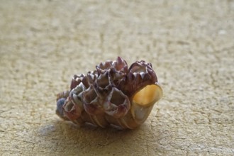 Conch shell from devbagh beach, sindhudurg, Maharashtra, India, Asia