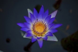 Blue lotus, visakhapatnam, Andhra Pradesh, India, Asia
