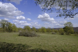 Ruine Homburg nature reserve with the largest contiguous dry grassland in Germany and steppe heath