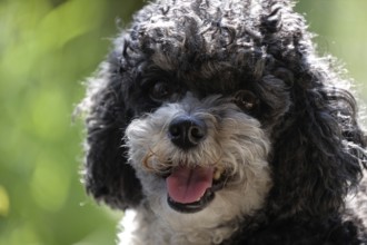 Harlequin Poodle, Poodle