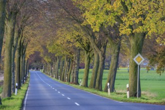 Rural street with trees, autumn leaves and quiet atmosphere, borken, westphalia, germany