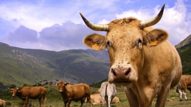 Free Cows, Los Ancares Nature Reserve, León Province, Castilla y León, Spain, Europe
