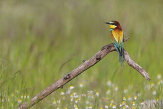 Bee-eater, (Merops apiaster), individual, perch, Tiszaalp-r, Kiskuns-gi National Park, B-cs-Kiskun,