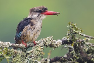 Brown-hooded kingfisher (Halcyon albiventris), perching site, Kingfisher family, iSimangaliso