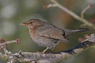 Blackbird (Turdus merula), one, individual, biotope, habitat, perch, garden, Neuhofen,