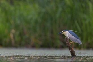 Black-crowned black crowned night heron (Nycticorax nycticorax), Bihoreau gris, HÈron bihoreau,