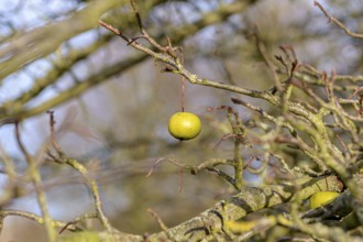 Crown apple (Malus coronaria 'Nieuwlandiana'), Anchers Havecenter, Göttingen, Lower Saxony,