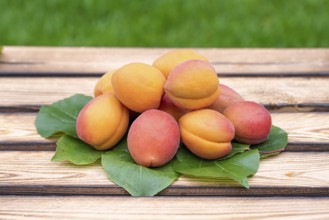 Apricot (Prunus armeniaca 'Farbaly'), Cambridge Botanical Garden, Germany, Europe