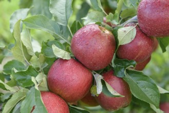 Apple (Malus domestica WELLANT)