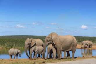 African elephant, (Loxodonta african), Addo Elephant National Park, Addo Camp, Western Cape, South