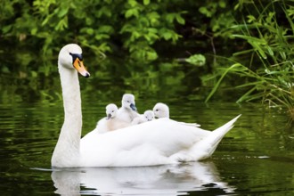 Mute swan (Cygnus olor), Lower Saxony, Federal Republic of Germany