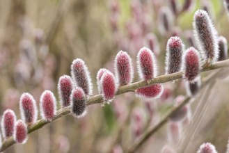 Red pussy willow (Salix gracilistyla 'Mt. Aso'), Cambridge Botanical Garden, Great Britain