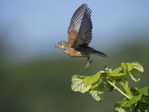 Linnet, Common Linnet, Eurasian Linnet, (Carduelis cannabin), (Acanthis cannabina), Linotte