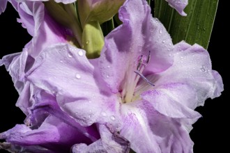 Beautiful Blooming lilac Gladiolus Blue Beauty isolated on a black background. Flower head