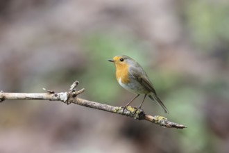 European robin (Erithacus rubecula)