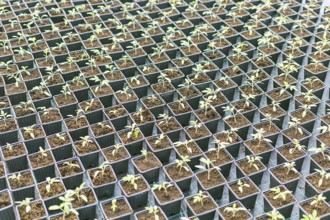 Rows of Potted Seedlings in Greenhouse