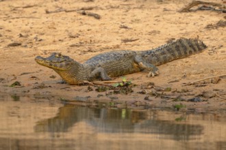 Caiman (Caimaninae), Alligator (Alligatoridae), Crocodile (Crocodylia), Reflection, Pantanal,