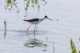Black Winged Stilt in Shallow Water (Himantopus himantopus)