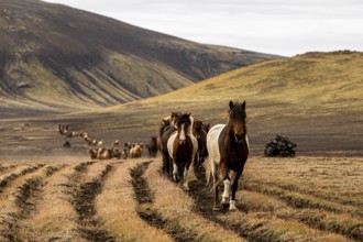 Icelandic horses, Landmanalaugar, Iceland, Europe