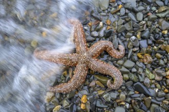 Starfish (Echinodermata spec.) on wet stones, surrounded by water, in natural environment, Hoonah,
