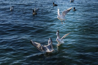 Seagulls are on and over the sea water