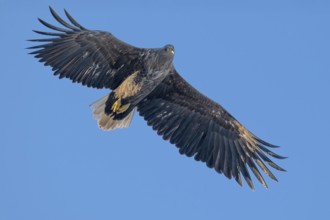 White-tailed eagle (Haliaeetus albicilla), Lofoten, Norway, Europe