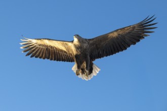 White-tailed eagle (Haliaeetus albicilla), Lofoten, Norway, Europe