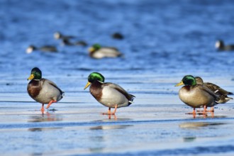 Mallard on an ice floe .Mallard in winter on an ice floes