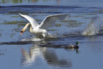 Mute Swan and Mallard during the mating season