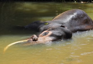 Elephant is lying in river in Sri Lanka