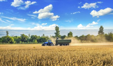 Tractor harvesting in the wheat field at summer