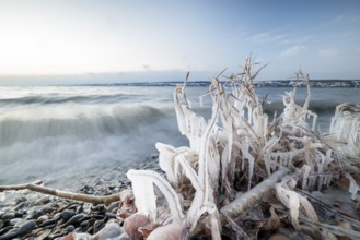 Frozen plants with wave movement on the shore of a lake in a winter environment, Hörnle, Constance,