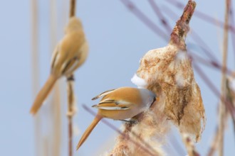Cute little birds, Bearded tit, Bearded reedling Pair (panurus biarmicus)