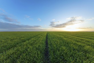 Young Wheat Seedlings growing in a Field