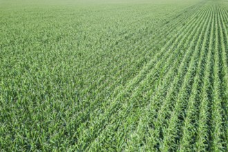Green corn field, Corn field