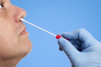 Doctor performs a nasal swab test with a cotton swab